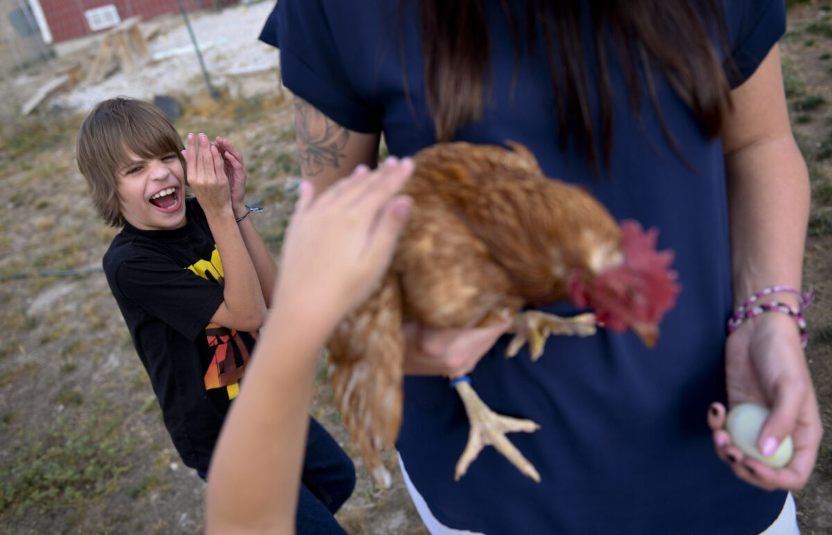Bird flu, reported in four more counties, on the rise in Utah News